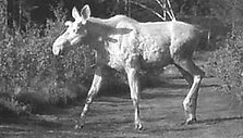 Briedis-albinosas Albinas