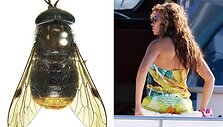 Iki &scaron;io neapra&scaron;ytai sparvai buvo suteiktas popdainininkės Beyonce vardas.