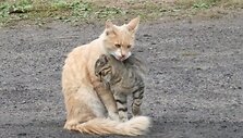 Katės