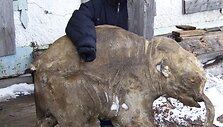 Elnių augintojas Jurijus Chudas rado prie&scaron; 37 tūkst. metų gyvenusio mamutuko kūną. Prie fosilijos nusifotografavo J.Chudo sūnus Ivanas.