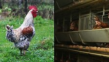 Kaimo vi&scaron;tos ir pauk&scaron;tyno narvuose laikomos vi&scaron;tos &ndash; skiriasi ne tik jų gyvenimo sąlygos, bet ir kiau&scaron;inių kokybė.