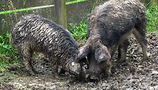 Mangalicos veislės kiaulės