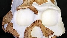 Homo gautengensis