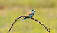 Žalvarnis (Coracias garrulus)
