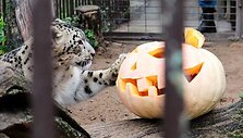 &bdquo;Moliūgiadienis&ldquo; Lietuvos zoologijos sode