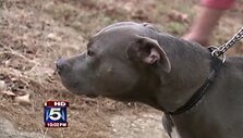 Pitbulė Purple, i&scaron;gelbėjusi savo &scaron;eimininkę nuo žagintojo