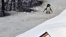 Pingviniukė nusprendė pasivaik&scaron;čioti liūtų aptvare.