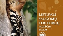 Kompaktinės plok&scaron;telės vir&scaron;elis