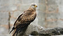 Rudasis peslys