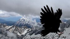 Alpės