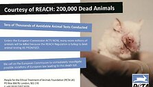 PETA raginimas i&scaron;tirti įstatymų, reguliuojančių gyvūnų naudojimą bandymams, pažeidimus.