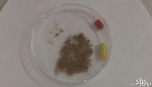 Kapsulės i&scaron;ties užpildytos i&scaron; žmogaus kūno pagamintais milteliais, paai&scaron;kėjo per tyrimą.