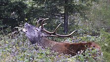 Taurusis elnias