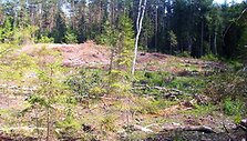 &Scaron;venčionių rajone i&scaron;kirstas uteni&scaron;kiui priklausantis mi&scaron;kas.