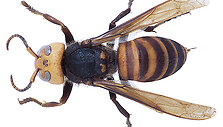 &Scaron;ir&scaron;ė
