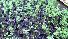 Kanapių plantacija &Scaron;akių rajone