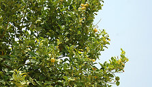 Citrinmedis