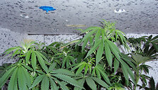 Garaže aptikta kanapių &bdquo;plantacija&ldquo;