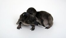 Pingvinai