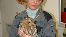 Nežinia i&scaron; kurios Europos &scaron;alies į Lietuvą atkeliavusią pelėdą lyg savo vaiką slaugė Lietuvos gyvūnų globėjų asociacijos specialistė L.Grėblikienė.