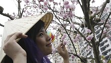 Moteris grožisi žydinčia sakura.