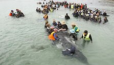 Gelbėjamas delfinas