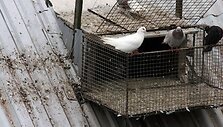 J.Timo&scaron;enko, jo kaimyno laikomų balandžių i&scaron;matos kenkia jo pernai įrengtam stogui.