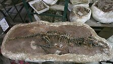 Kinijos mokslininkų rastas &bdquo;Haplocheirus sollers&ldquo; skeletas
