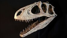 Rekonstruota dinozauro &bdquo;Aerosteon riocoloradensis&ldquo; kaukolė
