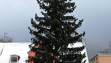 Artimiausiomis dienomis eglė bus nusagstyta kalėdiniais žaislais.