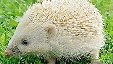 Didžiojoje Britanijoje rastas ežiukas-blondinas &ndash; ypač retas.