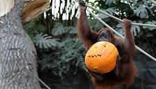 Orangutangai kramsnoja Helovino moliūgus.