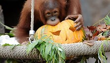 Orangutangai kramsnoja Helovino moliūgus.
