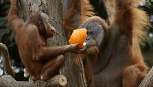 Orangutangai kramsnoja Helovino moliūgus.