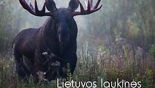 Albumo &bdquo;Lietuvos laukinės gamtos fotografija 2010&ldquo; vir&scaron;elyje &ndash; geriausia metų fotografija: Vytautas Knyva &bdquo;Au&scaron;tant...&ldquo;