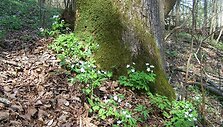 Trilapė bligna (Isopyrum thalictroides)