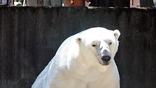 Gyvūnai Kauno zoologijos sode