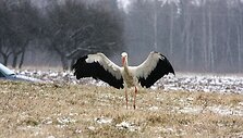  Pirmieji gandrai į Lietuvą sugrįžo kovo pirmąją pusę, tačiau masinis jų grįžimas paprastai fiksuojamas balandžio viduryje.