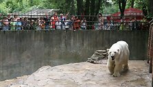 Kaune esančiame zoologijos sode daugiausia lankytojų apsilanko savaitgaliais ir &scaron;venčių metu. 