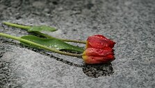 Tulpės
