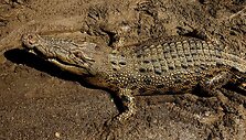 Krokodilas