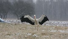 GGA atstovai teigė, kad likusius žiemoti gandrus gyventojai gali lesinti, nes kitaip pauk&scaron;čiai nei&scaron;gyvens.