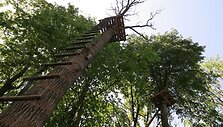 Lokės pėda