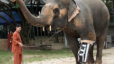 48 metų dramblių patelė vardu Motala jau gali vaik&scaron;čioti su naujai pritaisytu kojos protezu. Kairė priekinė gyvūno koja buvo sužalota po to, kai &scaron;is užlipo ant minos prie Mianmaro&ndash;Tailando sienos. Nelaimingas nutikimas įvyko prie&scaron; 10 metų.