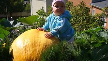 Kauniečio kieme i&scaron;augo įspūdingo dydžio moliūgas. 15min.lt skaitytojas teigia, kad daržovė sveria apie 30&ndash;40 kilogramų. 
