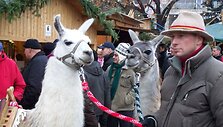 &Scaron;ventėms pasipuo&scaron;usi Viena (Austrija)