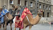 Tikri kupranugariai &ndash; džiaugsmas vaikų akims, Saragosa (Ispanija)