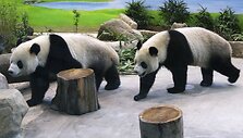 Patino Tuan Tuanas ir patelės Yuan Yuan perdavimas laikomas per pastaruosius mėnesius labai pagerėjusių Kinijos ir Taivano santykių simboliu.
