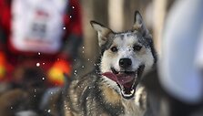 Dar vienas i&scaron; &scaron;unų kinkinių lenktynių &bdquo;Iditarod&ldquo;, vykstančių Aliaskoje, dalyvis. 