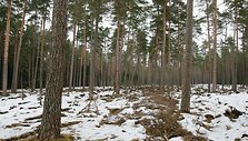 &Scaron;iuo metu &Scaron;ernų mi&scaron;kuose vykdomi įprasti girininkijos darbai &ndash; mi&scaron;kas valomas, kertami pagal planus numatyti plotai, kurie ilgainiui bus atsodinti. 